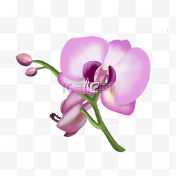 紫红色兰花剪贴画
