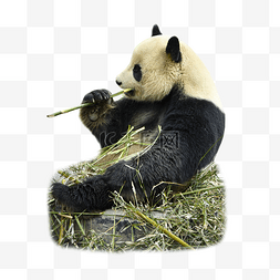 熊猫竹子保护动物亚洲