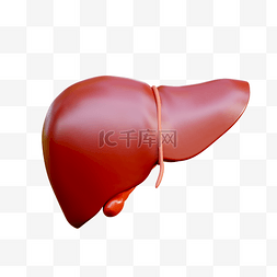 肉和内脏图片_3D立体内脏器官肝脏