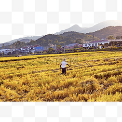 农业夕阳秋收丰收水稻