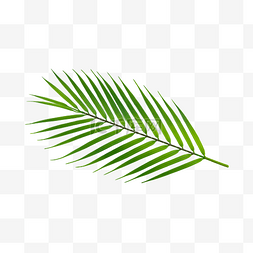 绿色棕榈叶图片_棕榈叶树木光合作用树枝