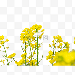 黄色油菜花田
