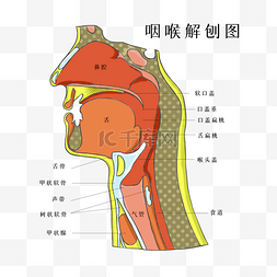 组织肿胀图片_人体组织器官咽喉医疗医学健康