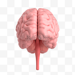 脑子真人图片_3D大脑内脏器官