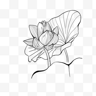个人vip和企业vip免费下载免抠元素简约线条黑白莲花画企业vip免费下