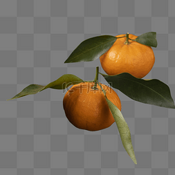 橘子桔子水果