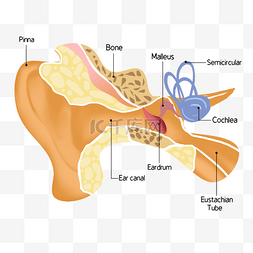 解剖图医学人耳插图