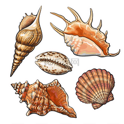 卡通贝壳图片_组的各种美丽海贝壳，孤立的矢量