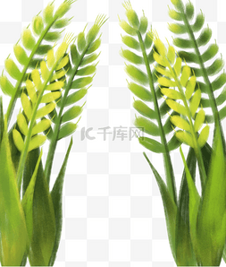 绿色稻谷图片_稻子植物