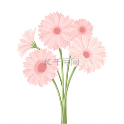 矢量手绘粉色花朵图片_粉色非洲菊的花束。矢量图.