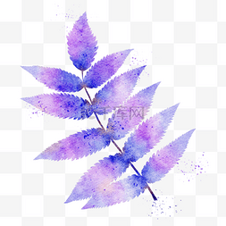 晕染蓝图片_水彩叶片蓝紫色植物