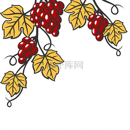 菜单背景素材图片_藤蔓背景与叶子和葡萄串。