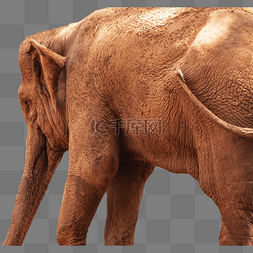 局部大象特写动物