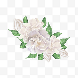 花卉花簇图片_白色栀子花花簇水彩花卉