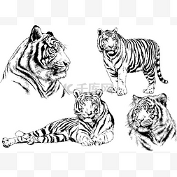 老虎豹子狮子图片_矢量绘图不同的捕食者, 老虎狮子