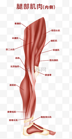 肌肉人体图片_人体医疗组织器官人体肌肉腿部内