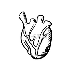人体心脏解剖学图标，带有详细的