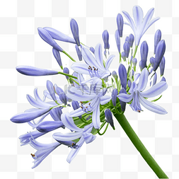 蓝开图片_百子莲鲜花摄影图花瓣植物