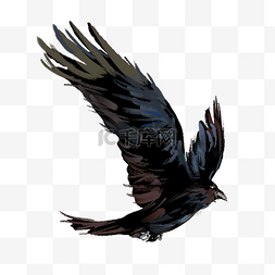 黑色乌鸦老鹰水墨展开翅膀飞翔剪