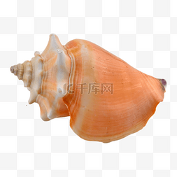 海螺装扮海鲜摄影图