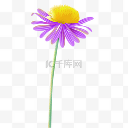 紫色小野菊