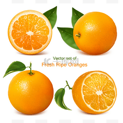 富川脐橙图片_橙子用叶子