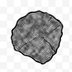 异形轮廓树木横隔面纹理