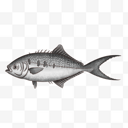 线稿鱼图片_海洋生物鱼线描