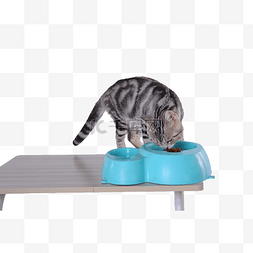 猫粮图片_宠物虎斑猫桌子上吃猫粮