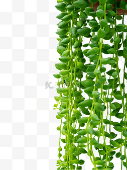 盆栽绿植吊篮