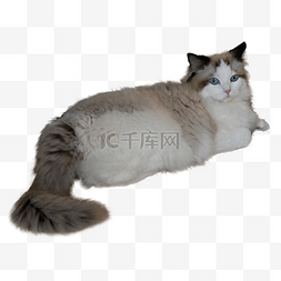 条纹动物图片_蓬松条纹血统猫