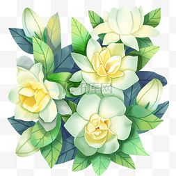 绿色植物栀子花