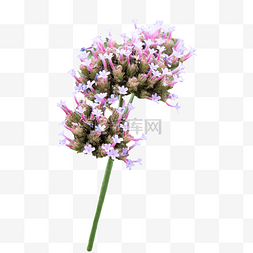 柳叶马鞭草花瓣植物摄影图鲜花