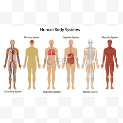 人体系统