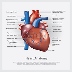心脏解剖图图片_心脏解剖矢量图