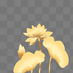 金色荷花花卉