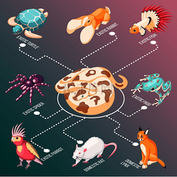 鼠兔图片_异国情调的宠物等距流程图与鱼兔