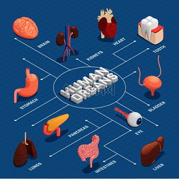 模型矢量图图片_人体器官解剖等轴测流程图与胰腺