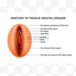 受精图片_女性生殖器官的解剖