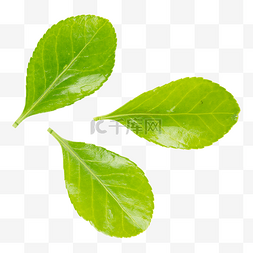 绿化带植物图片_绿植四季青叶子