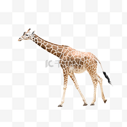 长颈鹿自然动物非洲