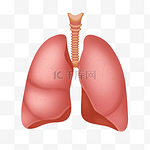 人体器官肺部