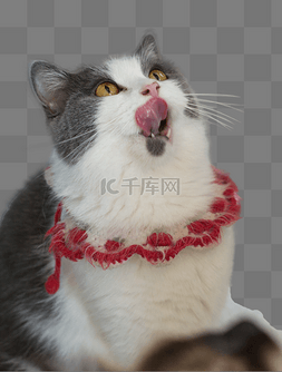 陪伴图片_猫咪猫动物野猫狸花猫