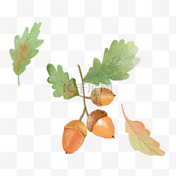 电脑植物图片_橡子与叶子水彩植物