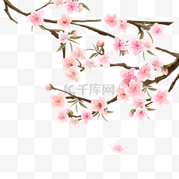 桃花树水彩花卉花朵