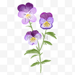 三色堇水彩风格紫罗兰三朵