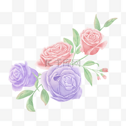 花朵淡雅图片_粉紫色玫瑰大朵植物花卉水彩