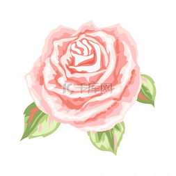 温柔浪漫图片_装饰性的粉红色玫瑰美丽逼真的花
