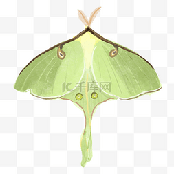 飞蛾波西米亚风格水彩绿色