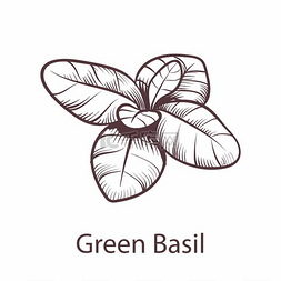 包装图标符号矢量图片_巴西尔图标植物手绘草图用于雕刻